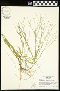 Boltonia diffusa image