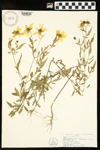 Bidens aristosa image