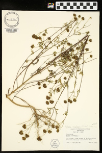 Bidens aristosa image