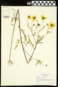 Bidens aristosa image