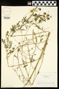 Bidens aristosa image