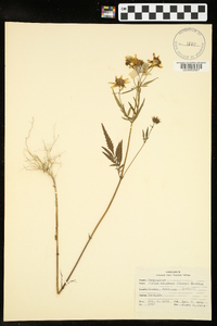 Bidens aristosa image