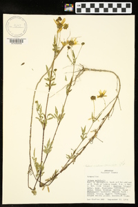 Bidens aristosa image