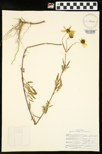 Bidens aristosa image