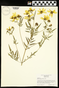 Bidens aristosa image