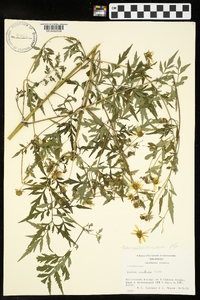 Bidens aristosa image