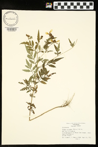 Bidens aristosa image