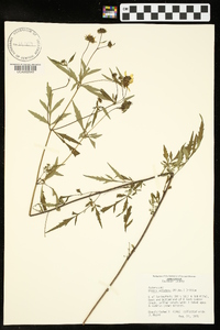 Bidens aristosa image