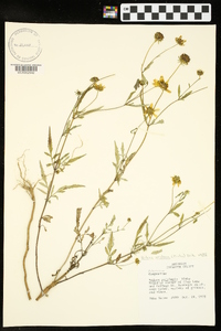 Bidens aristosa image