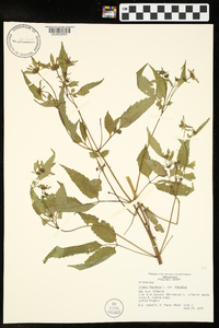 Bidens frondosa var. frondosa image