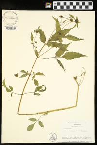 Bidens frondosa var. frondosa image