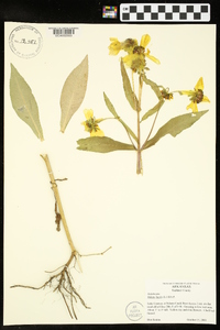 Bidens laevis image