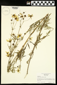 Bidens aristosa image