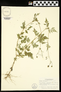 Bidens bipinnata var. bipinnata image