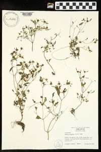 Bidens discoidea image