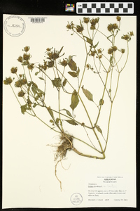 Bidens frondosa var. frondosa image