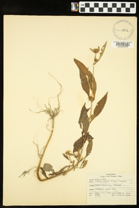 Bidens tripartita image