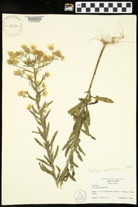 Bradburia pilosa image