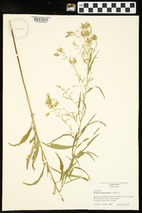 Brickellia eupatorioides image