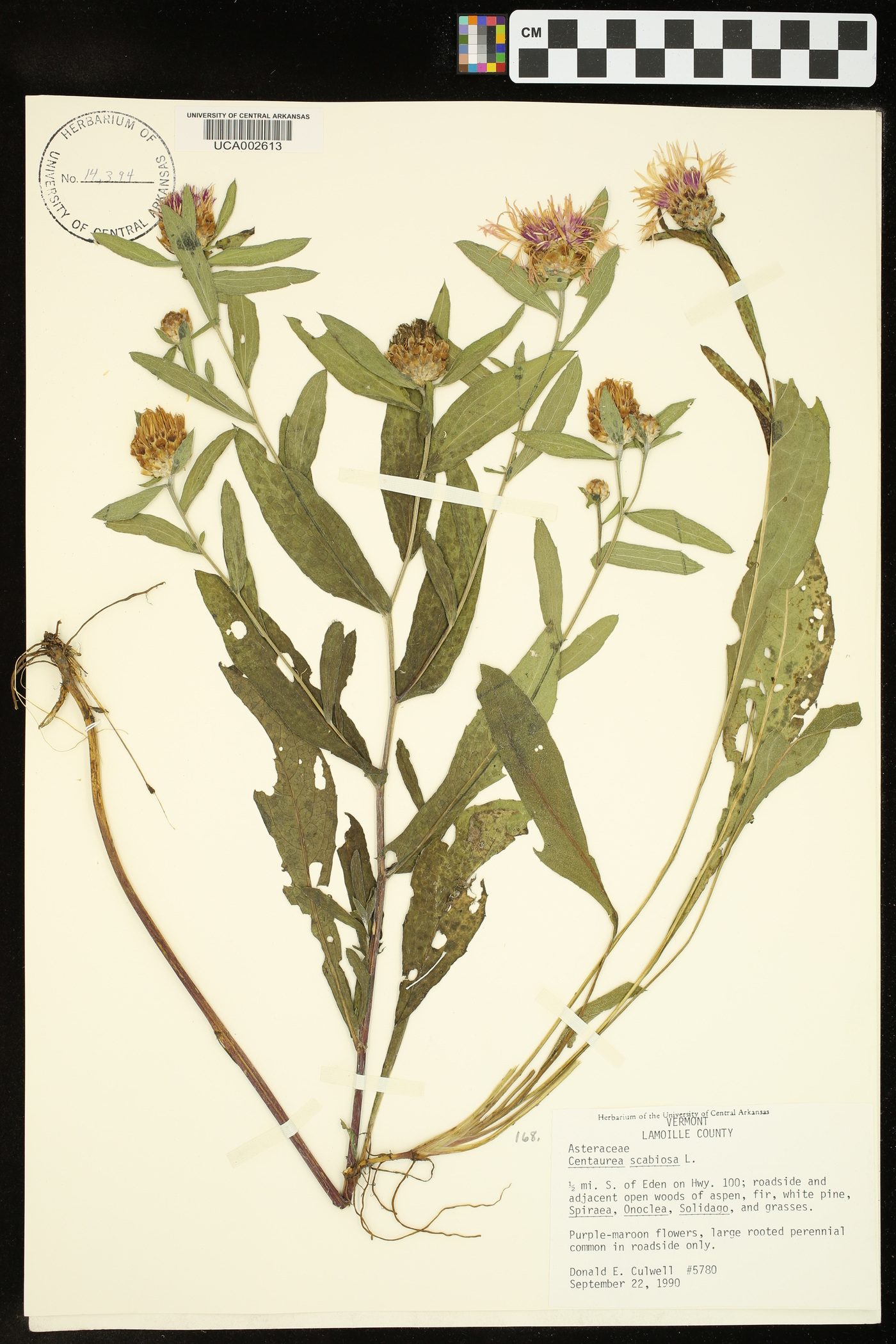 Centaurea scabiosa image