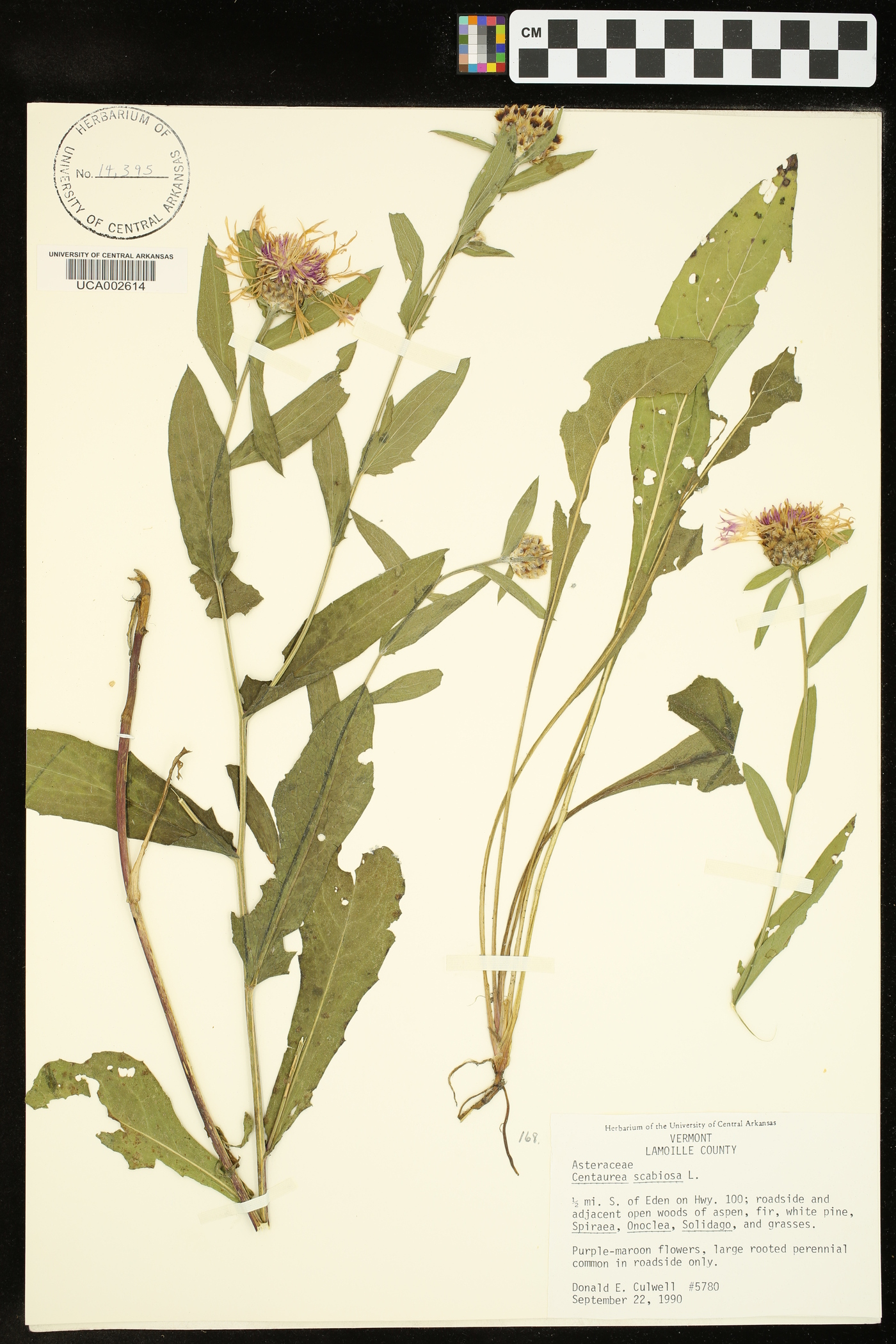 Centaurea scabiosa image