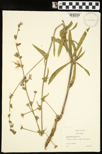 Cichorium intybus image