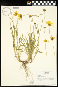 Coreopsis lanceolata image