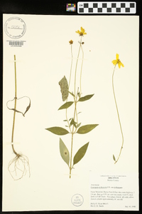 Coreopsis pubescens image