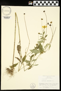 Coreopsis pubescens image