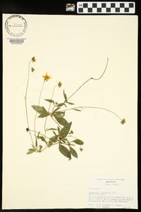 Coreopsis pubescens image