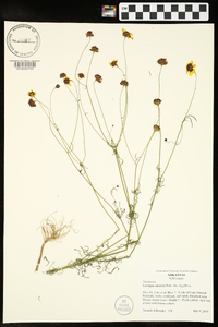 Coreopsis tinctoria image