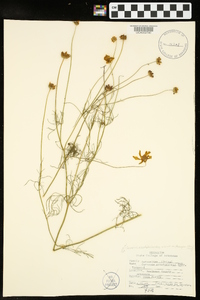 Coreopsis grandiflora var. harveyana image