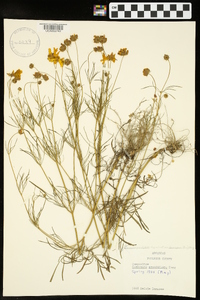 Coreopsis grandiflora image