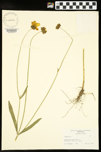 Coreopsis lanceolata image