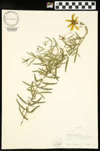 Coreopsis palmata image