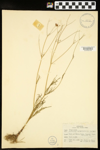 Coreopsis tinctoria image