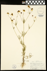 Coreopsis tinctoria image