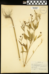 Coreopsis tripteris image