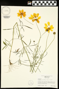 Coreopsis grandiflora image