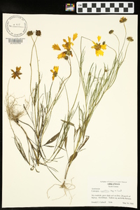 Coreopsis grandiflora image