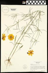 Coreopsis grandiflora image