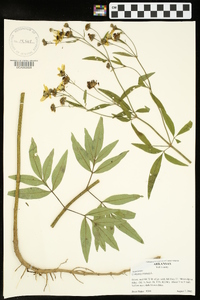 Coreopsis tripteris image