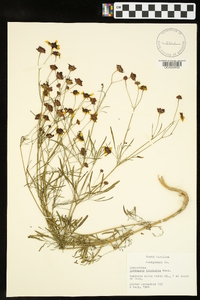 Coreopsis tinctoria image