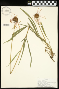 Echinacea pallida image