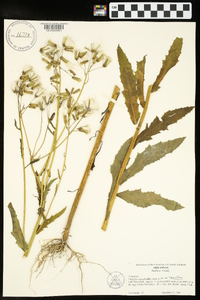 Erechtites hieraciifolius var. hieraciifolius image