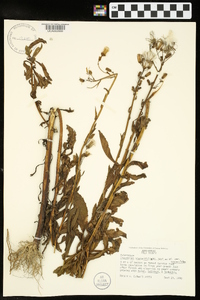 Erechtites hieraciifolius var. hieraciifolius image