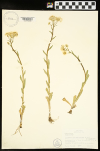 Erigeron philadelphicus var. philadelphicus image