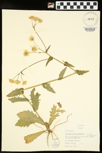 Erigeron philadelphicus var. philadelphicus image