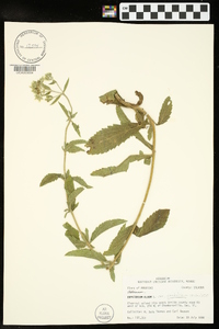 Eupatorium album var. glandulosum image