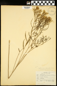 Euthamia gymnospermoides image